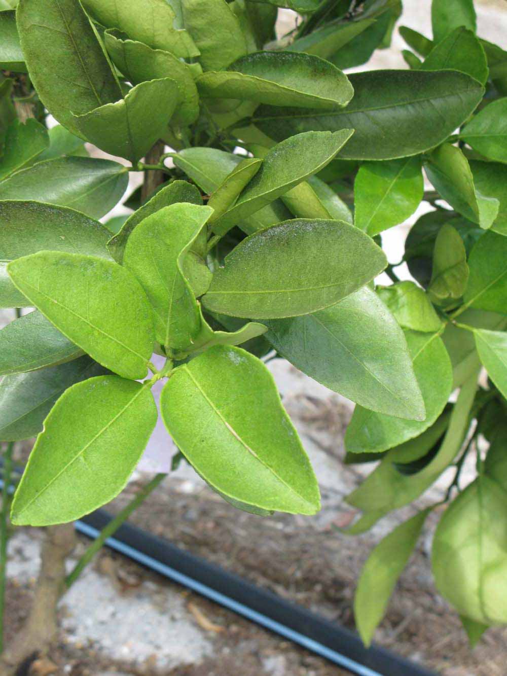              Sun leaves (Winter Haven, FL)       